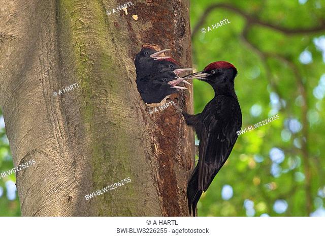 black woodpecker Dryocopus martius, male feeding three begging nestlings in an old beech, Germany, Bavaria, Isental