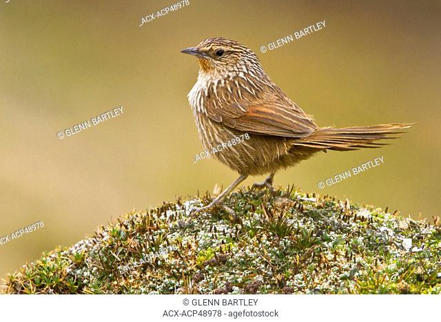 Junin Canastero Asthenes virgata perched on the ground in the highlands of Peru