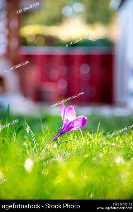 Spring flowers in the front yard. Crocus in spring time. Copy space, ideal for postcard