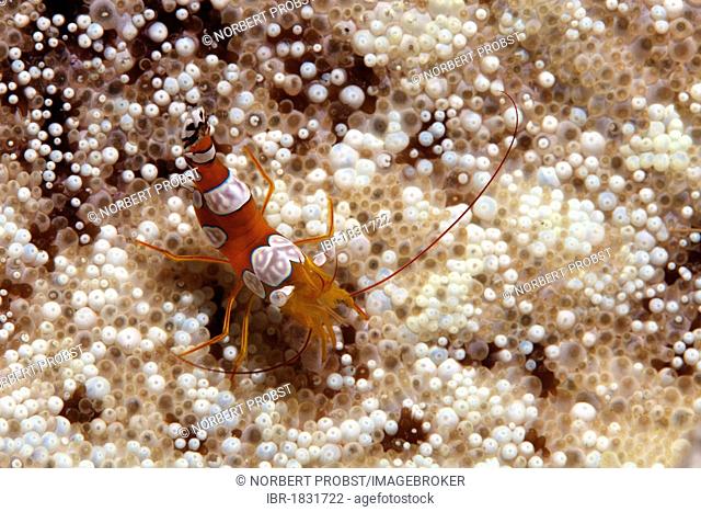 Ambonian shrimp (Thor amboinensis) in Sticky anemone (Cryptodendrum adhaesivum) Hashemite Kingdom of Jordan, Red Sea, Western Asia