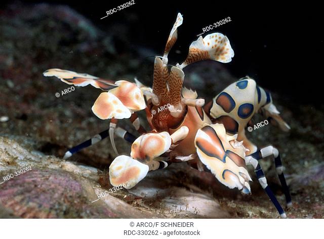 Harlequin Shrimp, Phuket, Similan islands, Andaman Sea, Thailand / Hymenocera picta