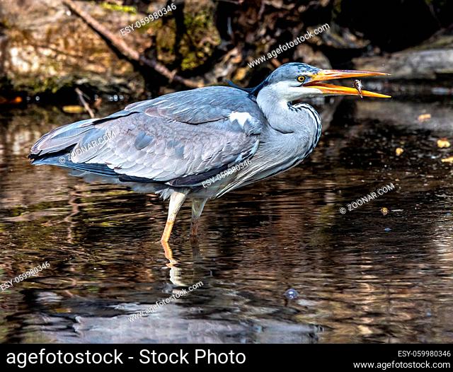 While fishing in the moving water this grey heron, Ardea cinerea successfully caught a fish. This is a long-legged predatory wading bird of the heron family