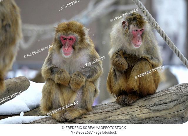 Japanese monkey, Asahiyama Zoo, Asahikawa, Hokkaido, Japan, Asia