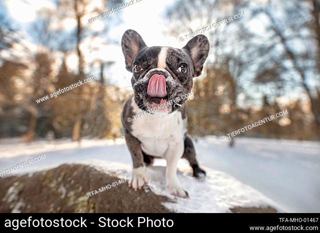 French Bulldog in the snow