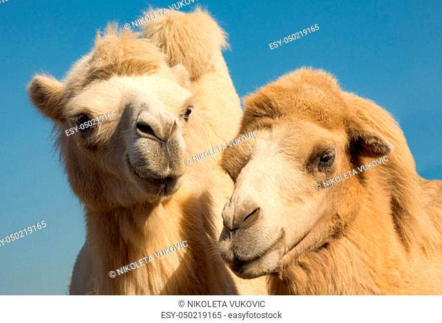 Animal portrait of two light camels on blue background