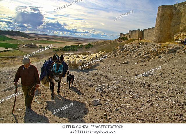 Flock sheep and Shepherd with a donkey and dogs, near castle wall Urueña, Castile and León, Spain