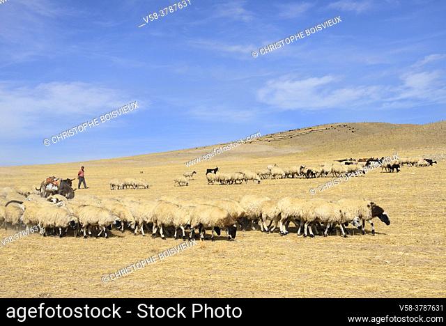 Iran, West Azerbaijan province, Qareh Ziya Eddin region, Kurdish shepherd