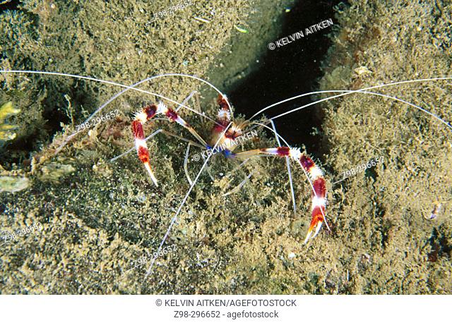 Cleaner shrimp (Stenopus hispidus). Tropical Africa to Hawai