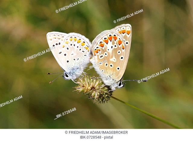 Common Blue (Polyommatus icarus) butterflies mating on a grass flower, North Rhine-Westphalia, Germany