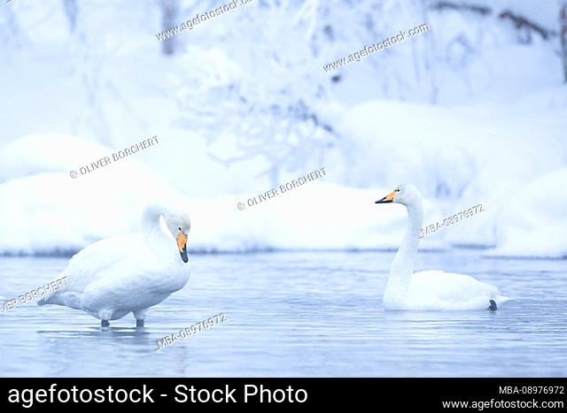 Whooper swan, Cygnus cygnus, winter, Finland, Lapland, two