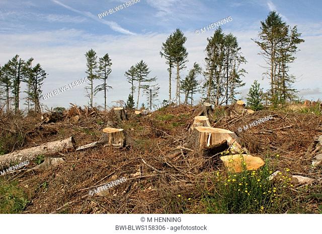 Senecio inaequidens Senecio inaequidens, in a storm loss of a forest, Germany, North Rhine-Westphalia, Sauerland