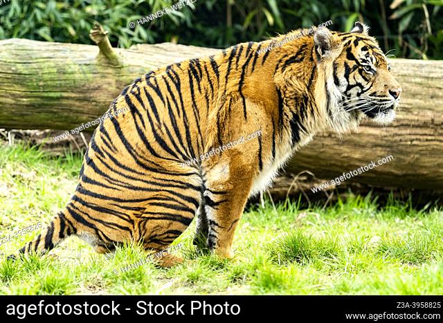 Arnhem, Gelderland, The Netherlands: portrait of a male tiger in Burgers' Zoo
