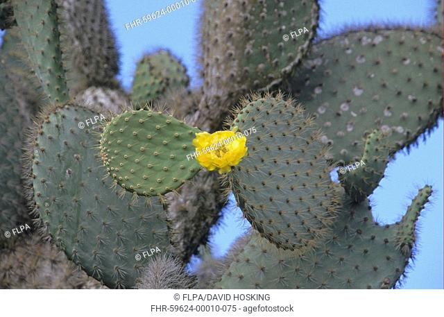 Prickly Pear Cactus Opuntia echios barringtonensis Flower, Santa Fe Island, Galapagos