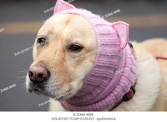January 19, 2019 - Seattle, Washington, United States - Seattle, Washington: A compliant dog wears a pussyhat at the pre-march rally at Cal Anderson Park for...