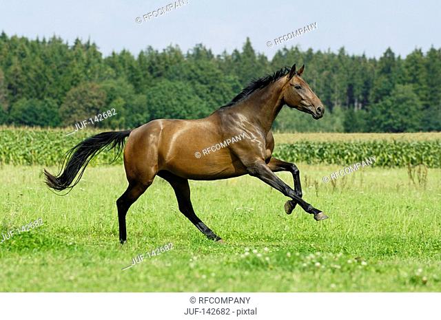 Purebred horse galloping on the paddock