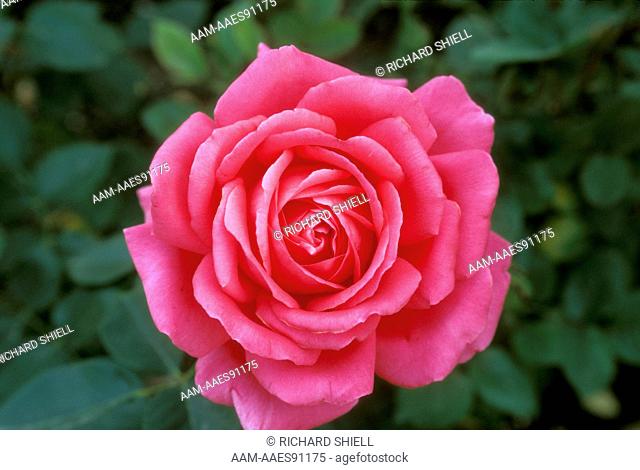 Dublin Rose, hybrid Tea type by Perry in 1982, April, Bakersfield, CA