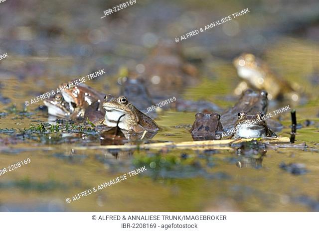 Common frogs (Rana temporaria), Kalkalpen, Limestone Alps National Park, Upper Austria, Austria, Europe