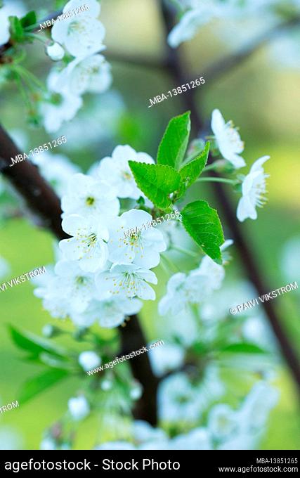 Cherry blossom, white flowers, blurred natural background