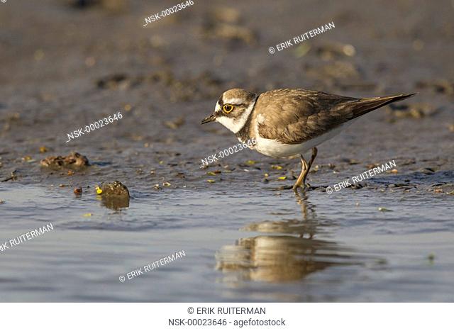 Little Ringed Plover (Charadrius dubius) foraging on a muddy riverbank, The Netherlands, Noord-holland, Landje van Gruiters