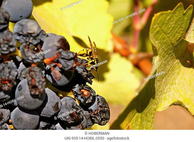 Bee on Grapes, Chile