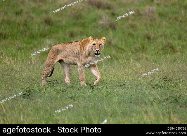 Africa, East Africa, Kenya, Masai Mara National Reserve, National Park, Lioness (Panthera leo) walking in savanna