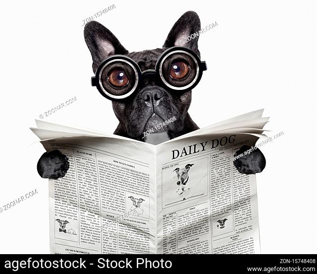 black french bulldog reading a big newspaper