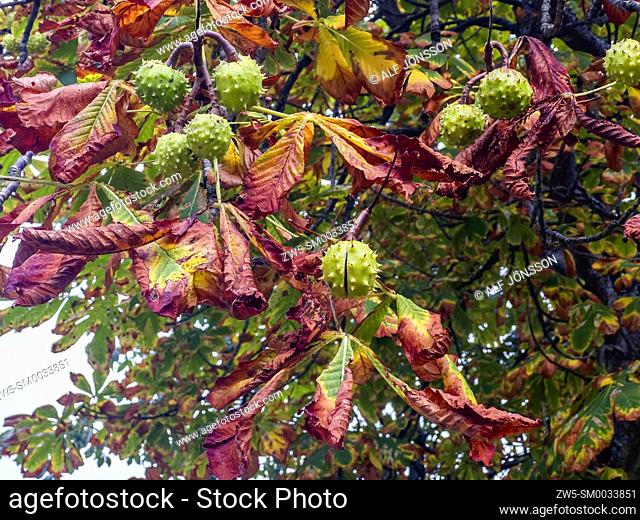 Chestnut tree with fruit at autumn in Scania, Sweden