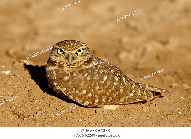 Burrowing owl Athene cunicularia, Salton Sea, California, United States of America, North America