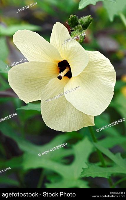 Aibika, Abelmoschus manihot, Single cream coloured flower growing outdoor