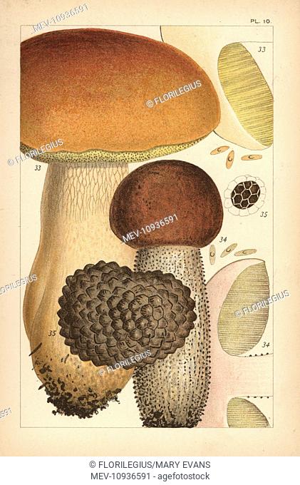 Porcino mushroom, birch bolete, and summer truffle. Chromolithograph after an illustration by Mordecai Cubitt Cooke from his own British Edible Fungi, London