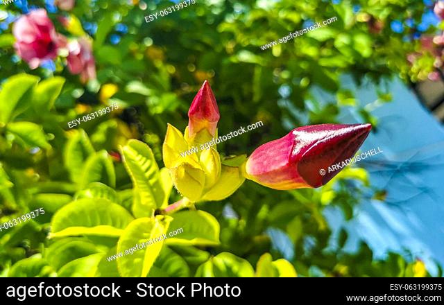 Purple pink and red Purple Allamanda flower flowers and plants plant in tropical garden jungle forest and nature in Zicatela Puerto Escondido Oaxaca Mexico