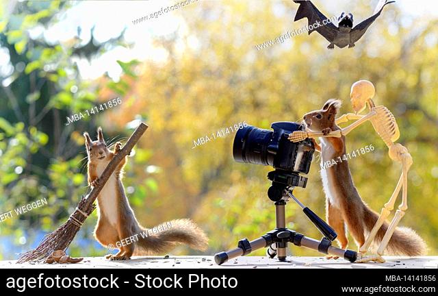 red squirrels with a camera broom and a skeleton