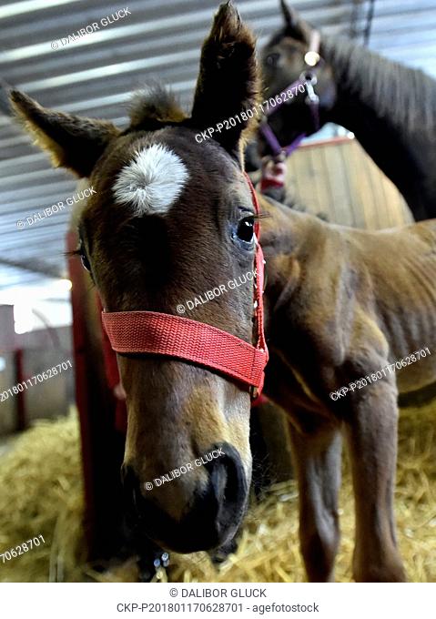 The first Czech foal of the 2018 year was born in Napajedla stud farm during the night on January 17, 2018, in Napajedla, Czech Republic