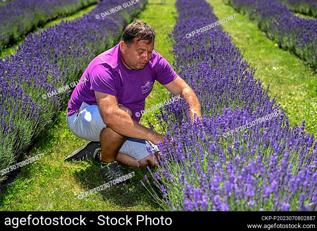 Open Day at the lavender growing and processing eco-farm in Strani, Uherske Hradiste Region, on July 8, 2023. Pictured is the owner of the lavender farm Radek...