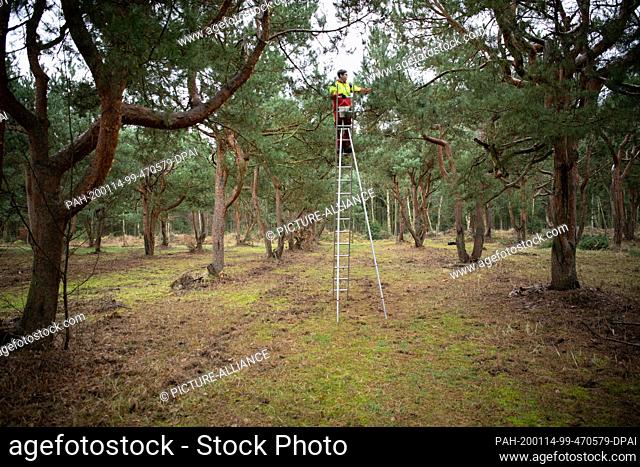 14 January 2020, Brandenburg, Frankendorf: Oskar Feierbach, a first-year apprentice at the Brandenburg Forest Service, stands on a high ladder in a five-hectare...