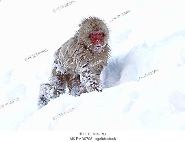 Young Japanese macaque or Snow Monkey (Macaca fuscata) in the snow