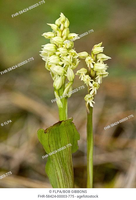 Dense-flowered Orchid Neotinea intacta flowering, close-up of two flowerspikes, Cyprus