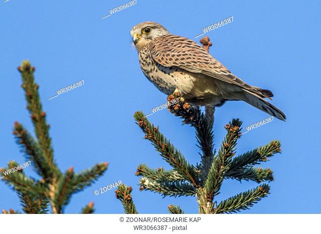 Common krestel (Falco tinnunculus)