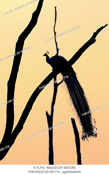 Indian Peafowl (Pavo cristatus) adult male, perched on dead branch at sunrise, Jim Corbett N.P., Uttarkhand, India, May