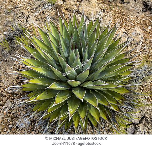 An agave plant flourishes in the desert landscape in Northen Arizona