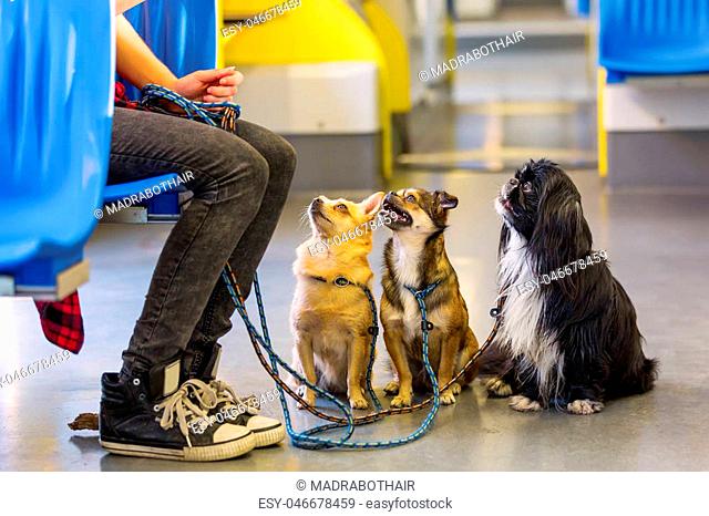 woman sits with three small dogs at the leash in a tram