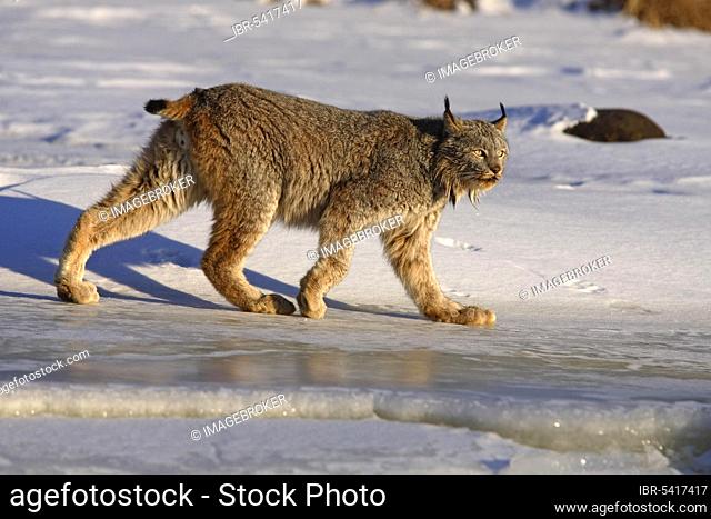 Canada lynx (Lynx lynx canadensis) (Felis lynx canadensis), releasable, lateral