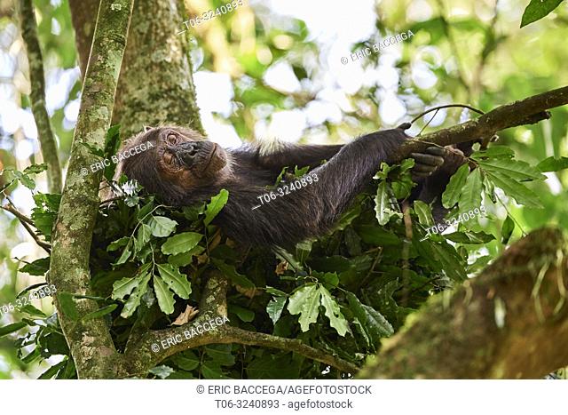 Chimpanzee female (Pan troglodytes schweinfurthii) sleeping in a nest built in a tree. Kibale National Park, Uganda