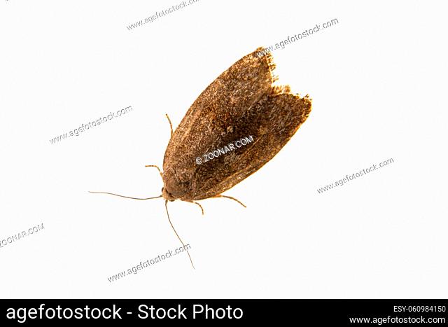 Brown moth isolated on a white background
