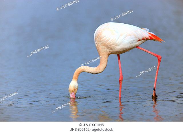 European Flamingo, Greater Flamingo, Phoenicopterus ruber roseus, Saintes Marie de la Mer, France, Europe, Camargue, Bouches du Rhone