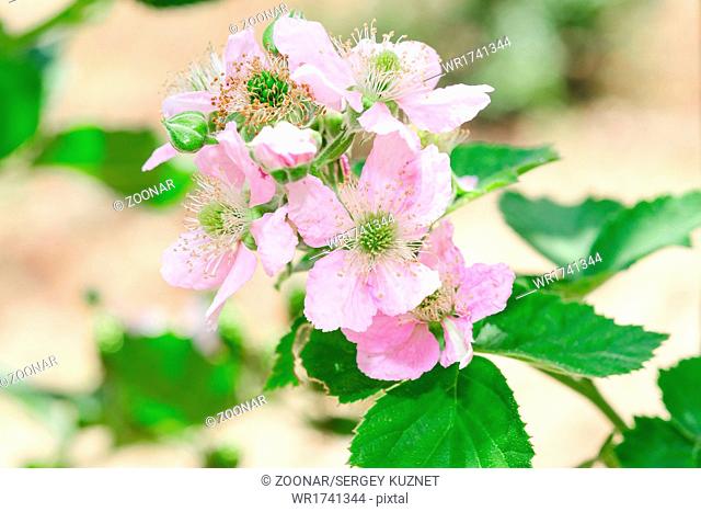 Bunch of blackberry or raspberry spring blossom