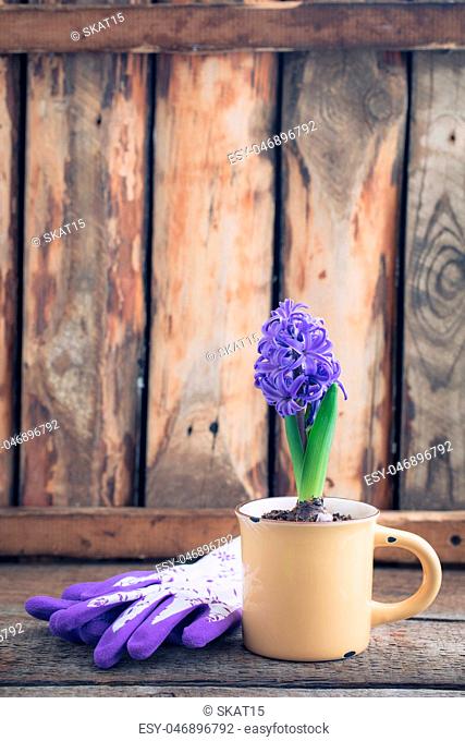 Blue or violet spring hyacinth in the cup over the wooden background. Easter postcard concept