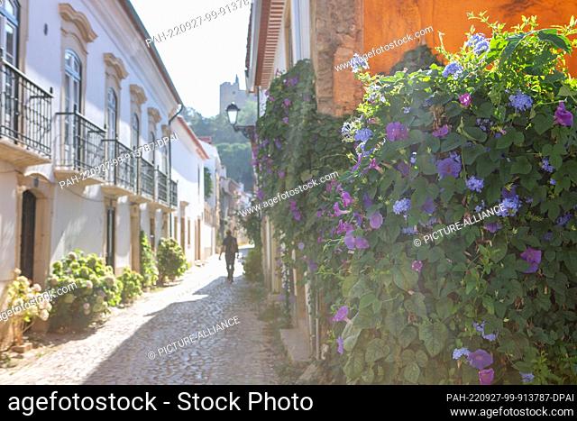 PRODUCTION - 03 August 2022, Portugal, Tomar: Splendor winds grow on a wall in an alley in the city center. On the hill at the end of the alley you can see the...