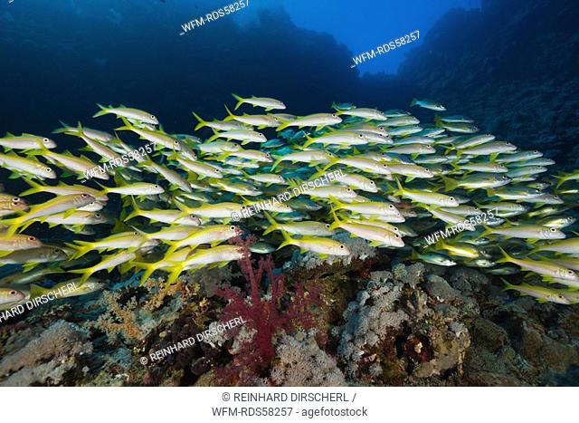 Yellowfin Goatfishes, Mulloidichthys vanicolensis, Daedalus Reef, Red Sea, Egypt