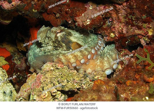 Common Octopus, Octopus vulgaris, Vis Island, Adriatic Sea, Croatia